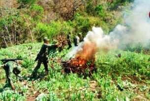 Semar Destruye 4 Plantíos de Marihuana en Nayarit
