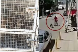 Vecinos Denuncian Redada Captura de Perros Callejeros en Sagitario 4 EcatePec