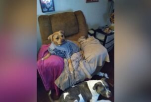 Dos Pitbulls que Mataron A UNA ANCIANA DE 73 Años Estaban Bajo los Efectos de la Cocaína, Revelan Análisis