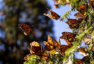 Poblacia de Mariposa monarca se duplica en México, Pero Sigue en Peligro