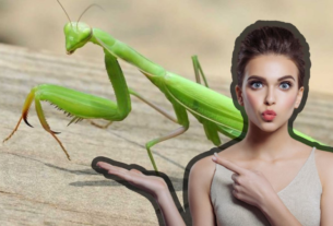 ¿Qé Significan que Ingrese una mantis a Tu Casa?