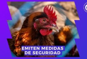 Gripe Aviar en México: Detectan Brote en Granja de Nueva León, ¿Es Seguro Comer Pollo?