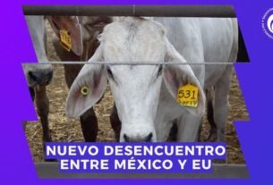 Gusano Barrenador: Eu Aenaza A México Con Frenar Importaciones de Ganado; 4t responde