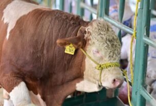 “Actuamos Con la Cabeza Fría, Nunca Nos Subordinamos”, Secretaría de Respuesta de Agricultura A UU por Gusano Barrenador