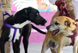 En Atlacomulco, Mascotas rescatadas Encuentran Esperanza y Atención Médica