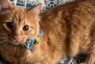 Tras Pasar Sus Primeros Meses de Vida Encerrado Cruelmento en una transportadora, mango encontró por fin