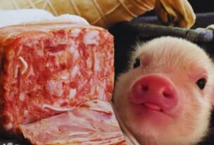 ¿De que está hecho el queso de puerco y cómo se hace? Profeco te responde