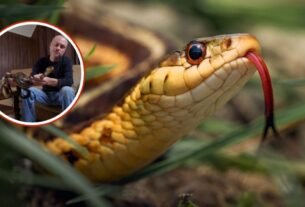 Hombre sufre 200 Mordeduras de Serpiente y Ayuda a Cear un potente antiveneno con sugris