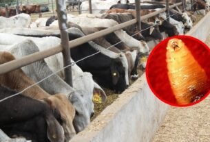 ¡Alerta por Gusano Barrenador en México! Eros Son Los Estados que Han Informado Casos en Humanos