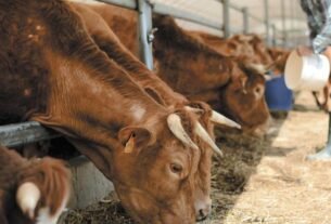 EU Invertirá 21 Millones de Dólares en México para erradicar Propagación del Gusano Barrenador