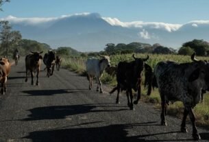 Llegan A México Expertos de Usda para Verificar Estrategia del combate un Gusano Barrenador