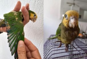 Indignante: Decoloran Con Quimicos Plumas de Loros para Venderlos, Ya Fueron Rescatados