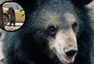 Video viral | OSO Sorprende Al Abrir dos Camionetas para Buscar Comida en Arteaga, Coahuila