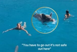 Cerdito se Lanza al Mar para Perseguir A Influencers en Grecia | VIDEO