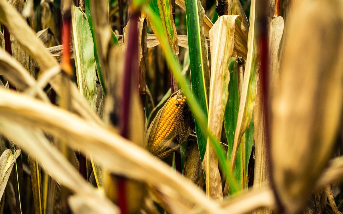 Prohíbe México el Uso de 35 Moléculas Plaguicidas: Hijo ‘Altamle Peligrosas’