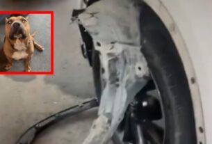 Mujer Adopta A Perrito en La Calle … Pero el Can Destroza El Carro | Video