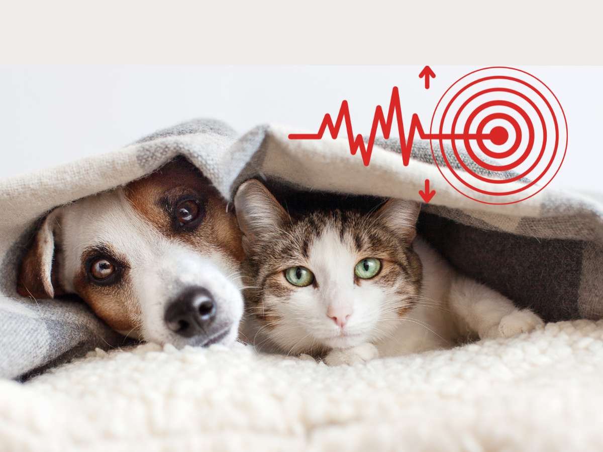 ¿Cómo proteger un tus mascotas en un sismo? Evita Riesgos, Tips para que Todos Estén A Salvo