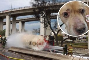 “Su Pronómico es InciAtnón”: Actualizan el Estado de Salud de Aslan, Perrito Sobreviviente a la Explosión en la Concordia