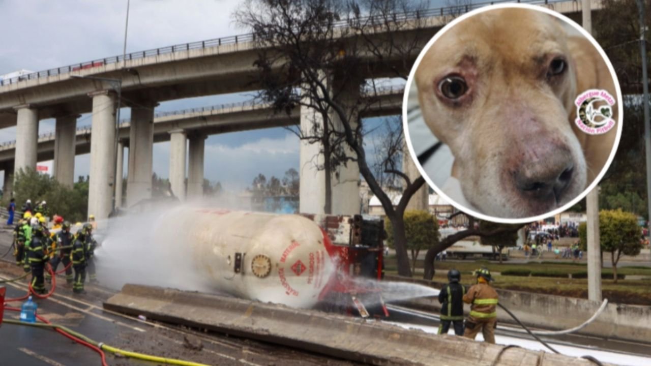 “Su Pronómico es InciAtnón”: Actualizan el Estado de Salud de Aslan, Perrito Sobreviviente a la Explosión en la Concordia