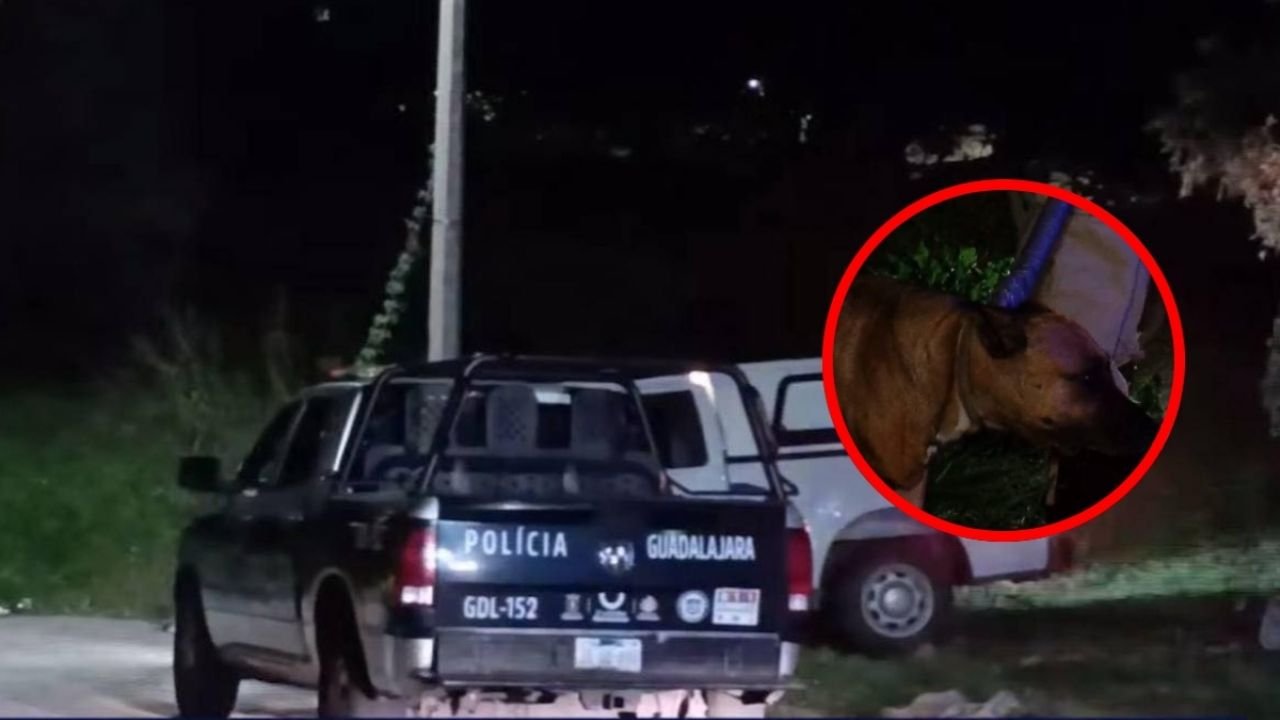 Localizan sen Vida un hombre en situación de calle, su perrita cuidaba su curaerpo