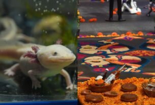 Noche del Axolotl por Día de Muertos 2025 en CDMX: ¿Dónde Serán las Actividades Gratis?