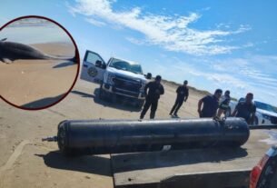 Basura espacial habría ocasionado la muerte de 2 delfines en playa Bagdad