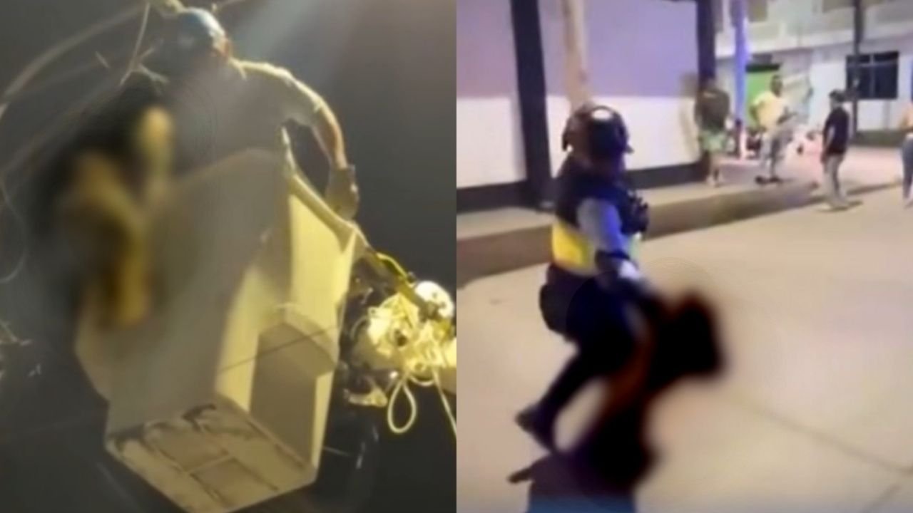 Captan brutal maltrato a oso perezoso durante su rescate: “¡Cómo lo va a tratar así!”, grita testigo | VIDEO