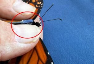 Mariposa Monarca: Mañana abren santuarios, por 1ª vez llegan con transmisores satelitales