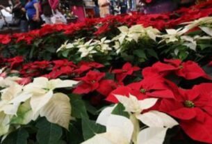 Cómo cuidar tus nochesbuenas y que te duren todo el año