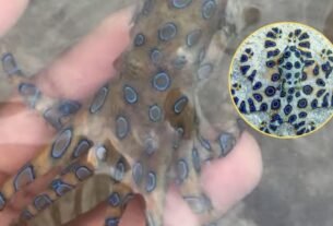 Turista juega con pulpo que encontró a la orilla del mar y resultó ser una especie altamente venenosa.