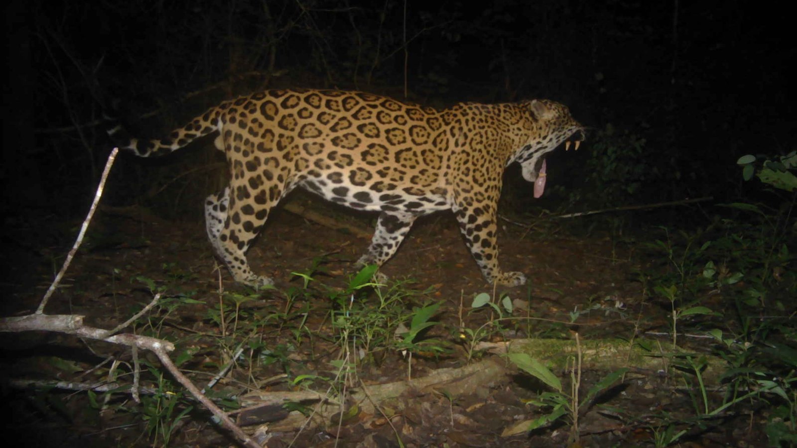 Buenas noticias: Crece la Población del Jaguar en Campeche; ¿Cuántos Ejemplares Hay?