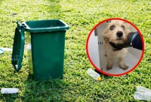 Abandonan a perrito en bote de basura, lo salvan poco antes de morir triturado