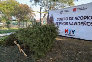 Instala Monterrey Centros de acopio de pinos navideños naturales