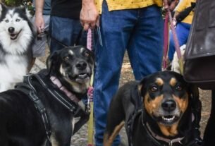 7 de cada 10 familias en México cuentan con animales de compañía en sus hogares según el Inegi