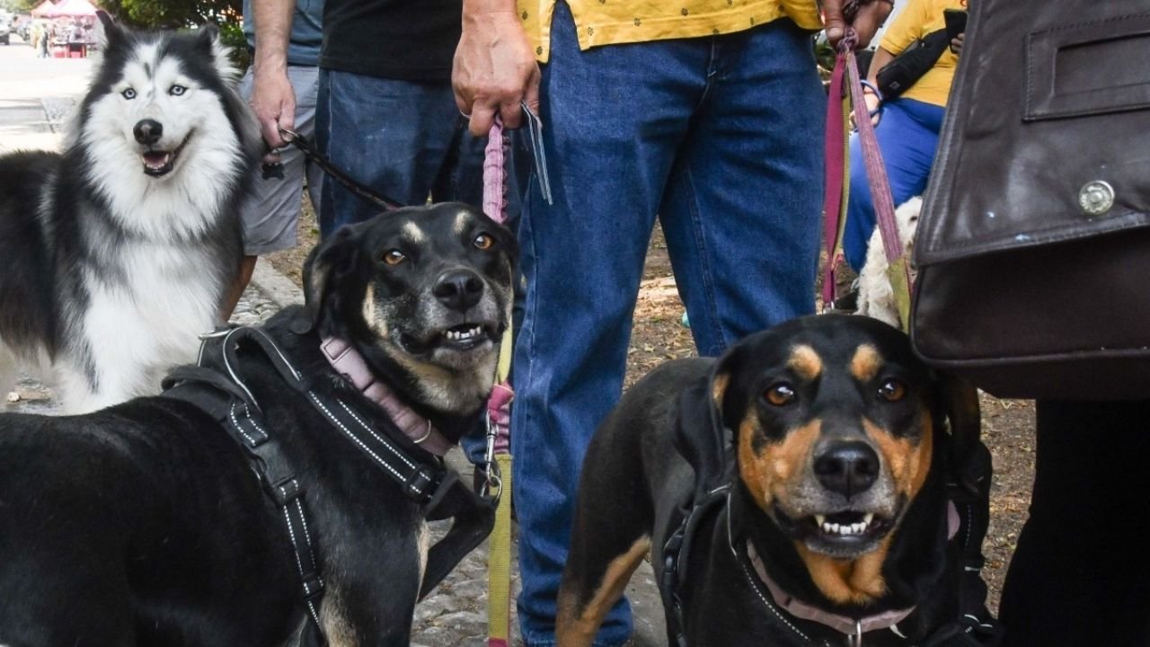 7 de cada 10 familias en México cuentan con animales de compañía en sus hogares según el Inegi