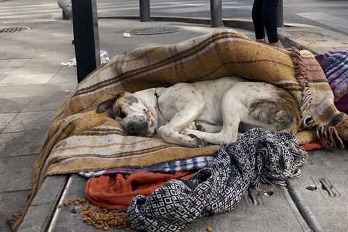 Al menos un millón 200 mil perros viven en situación de calle en CDMX