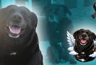 Justicia para Garrafa: Pitbull mata a perrita en brutal ATAQUE, era la mascota de una universidad