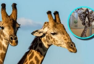 La tierna fotografía del recibimiento de una cría de jirafa por sus cariñosos padres.