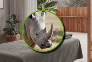 Rinoceronte recibe tratamiento de spa de lujo | VIDEO