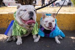 Presenta el gobierno estrategia de cuidado de mascotas; busca una Ciudad de México libre de heces