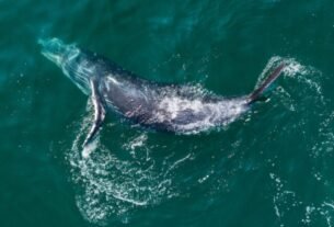 Sonidos, imágenes satelitales y paciencia: cómo la ciencia estudia a la megafauna marina que habita la mexicana Bahía de Banderas