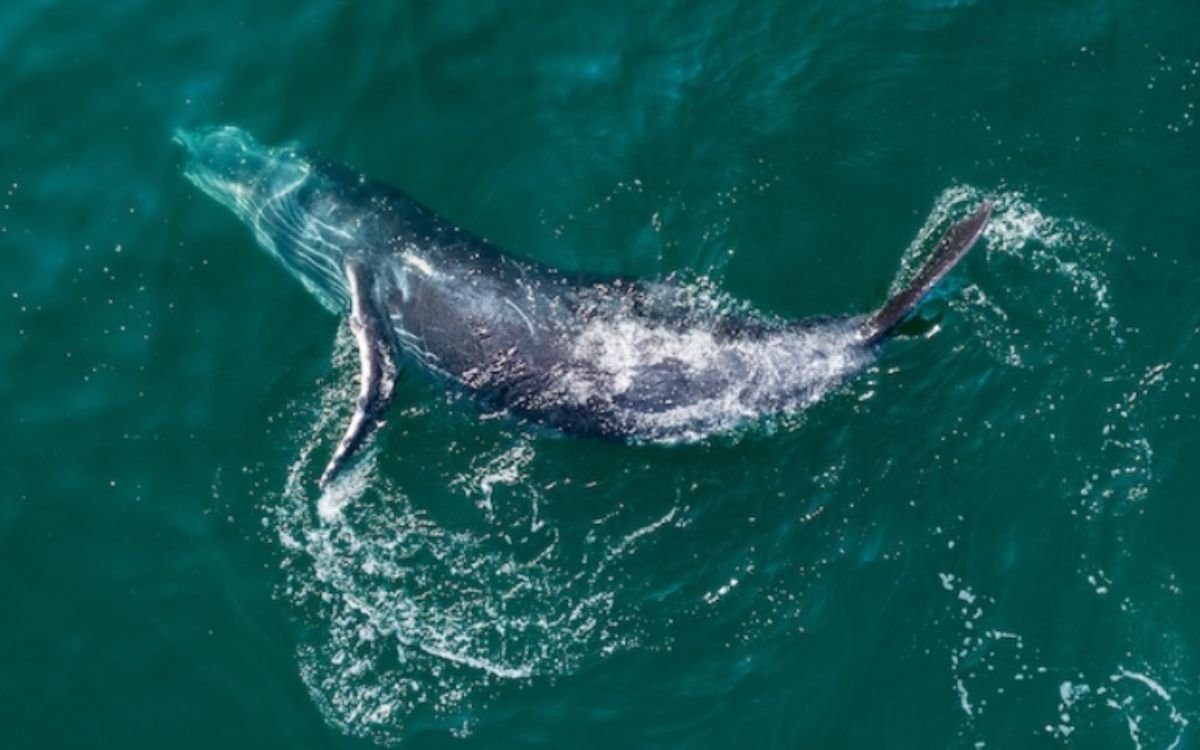 Sonidos, imágenes satelitales y paciencia: cómo la ciencia estudia a la megafauna marina que habita la mexicana Bahía de Banderas