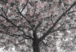 Los 5 árboles frutales que debes podar a mediados de marzo para aprovechar la primavera.