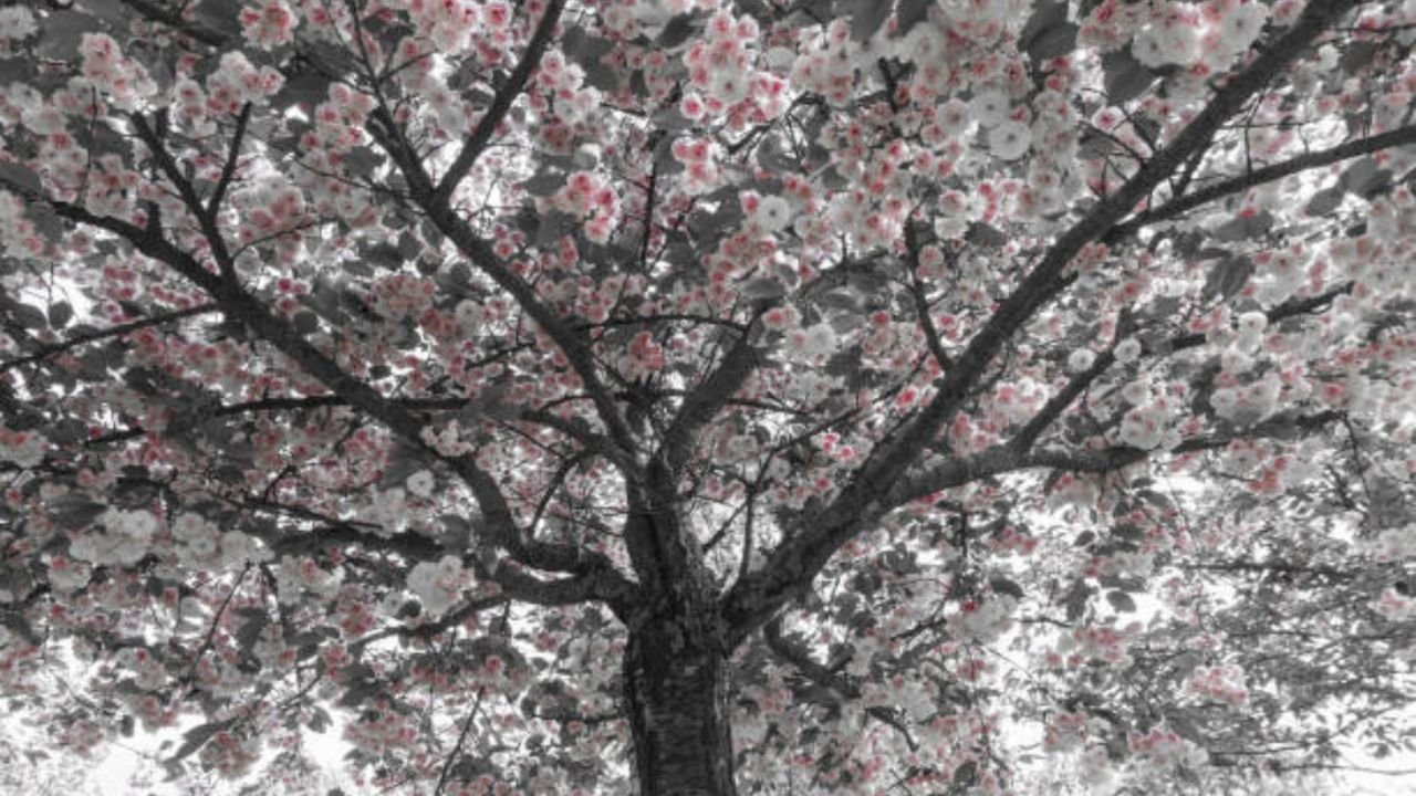 Los 5 árboles frutales que debes podar a mediados de marzo para aprovechar la primavera.