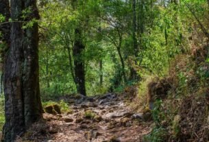 Día Internacional de los Bosques: por qué son clave para la vida, la economía y el futuro de México