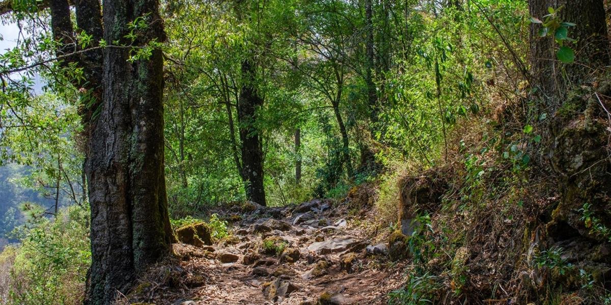 Día Internacional de los Bosques: por qué son clave para la vida, la economía y el futuro de México