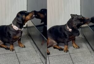 Perrito sorprende a su cuidadora con extraño comportamiento: ¿estaba “besando” su reflejo? | VIDEO