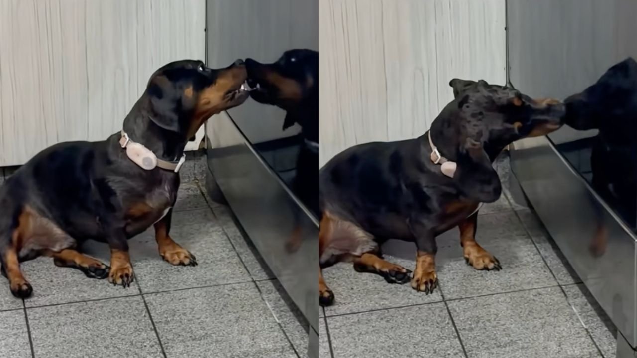 Perrito sorprende a su cuidadora con extraño comportamiento: ¿estaba “besando” su reflejo? | VIDEO