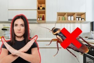 ¿Cómo ahuyentar las cucarachas de tu casa aprovechando su mayor debilidad? El truco que si funciona