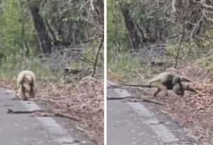 Captan tierno momento de una osa hormiguero con su cría en Calakmul; VIDEO desata comentarios en redes